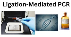 Ligation Mediated PCR Ligation-Mediated PCR