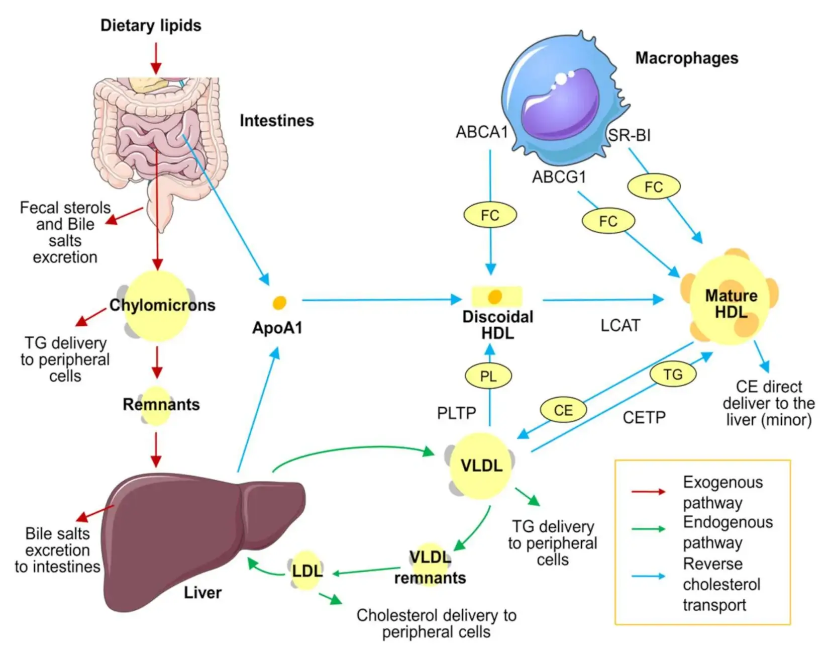 Lipoprotein Metabolism Steps Lipoprotein Metabolism Steps