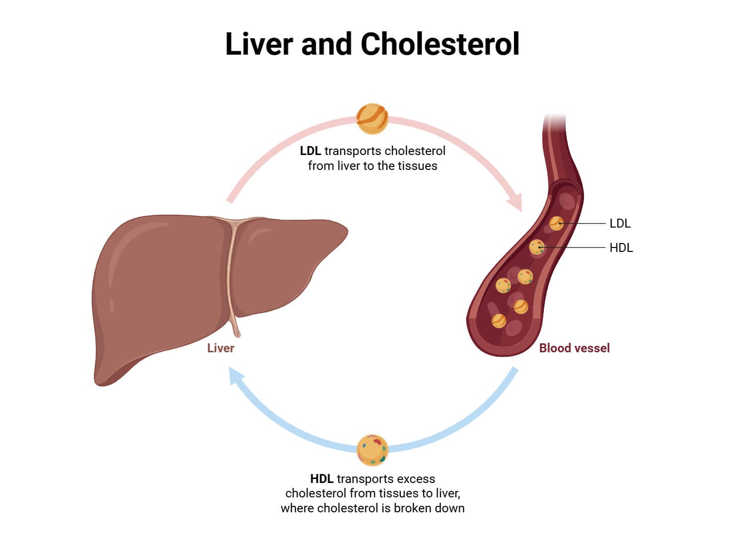 Liver and Cholesterol Liver and Cholesterol