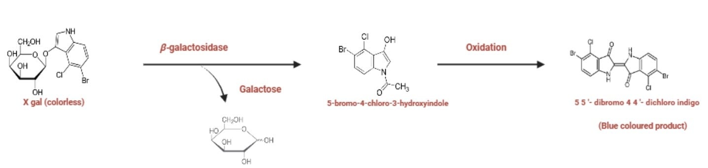 Mechanism of Blue White Screening Mechanism of Blue-White Screening