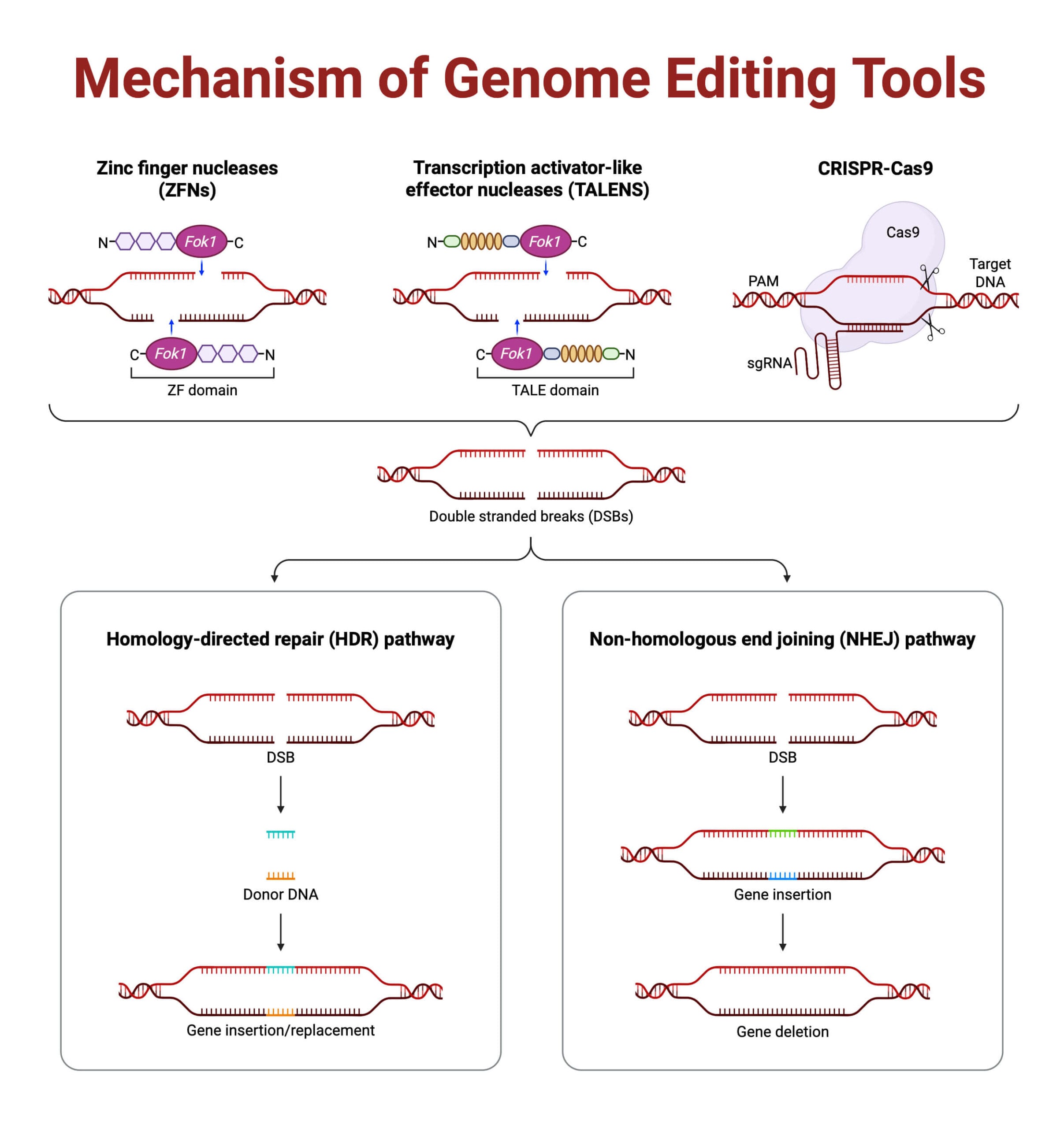 Mechanism of Genome Editing Tools scaled Mechanism of Genome Editing Tools