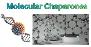 DNA and Cellular Structure