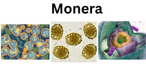 Monera
