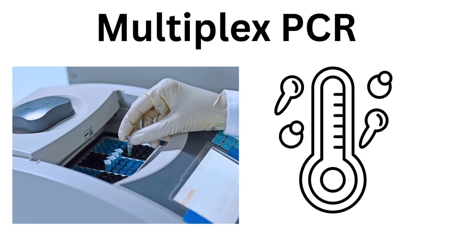 Multiplex PCR: Principle, Steps, Types, Examples, Applications