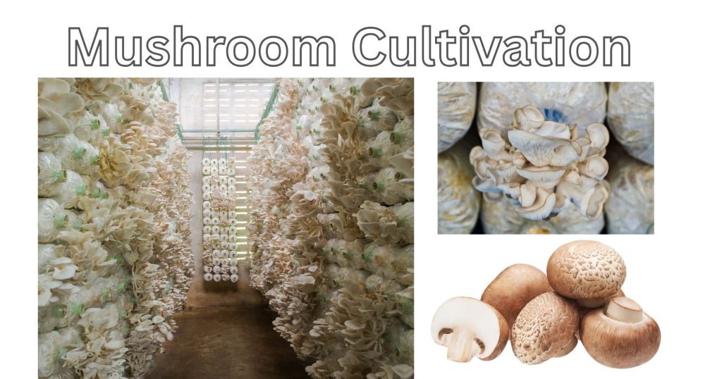 Mushroom Cultivation Process Mushroom Cultivation