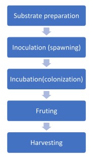Mushroom cultivation Mushroom Cultivation Process