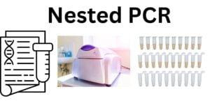 Nested PCR Nested PCR
