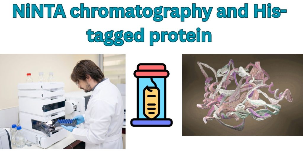 NiNTA chromatography and His tagged protein Ni-NTA chromatography and His-tagged protein