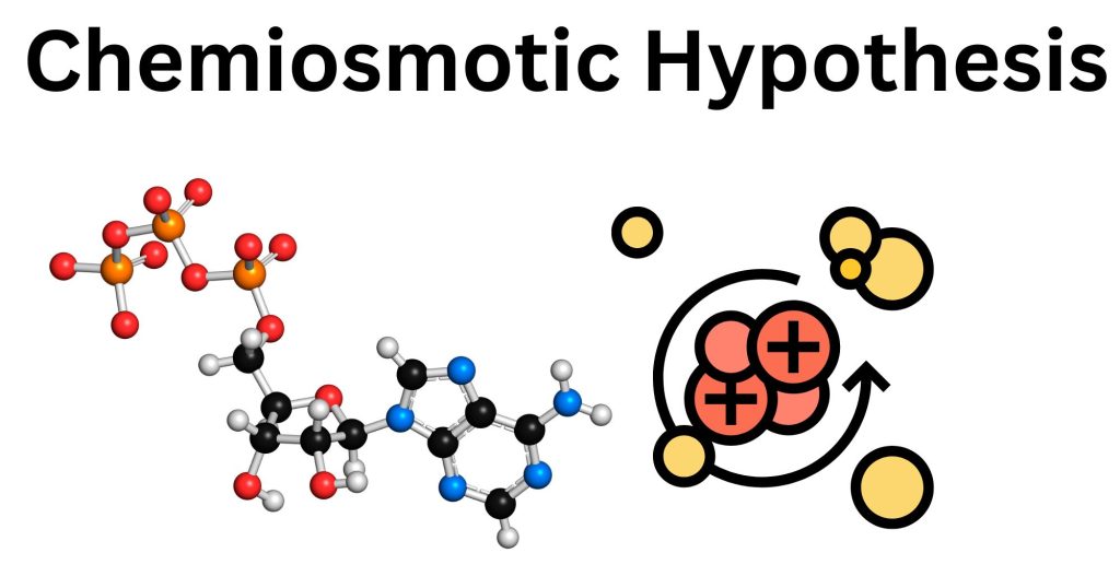 Non cyclic Photophosphorylation 1 chemiosmotic hypothesis