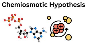 chemiosmotic hypothesis