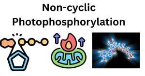  Non-cyclic photophosphorylation