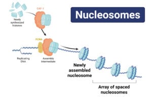 Nucleosomes Nucleosomes