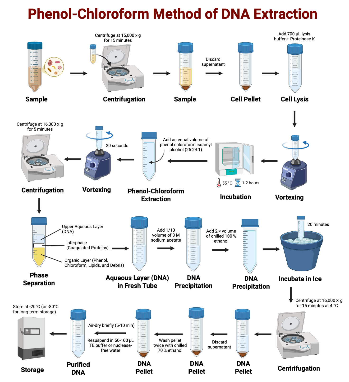 Phenol‑Chloroform Method of DNA Extraction Steps Phenol‑Chloroform Method of DNA Extraction Steps