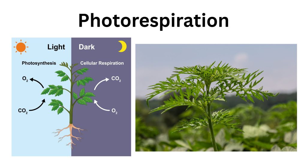 Photorespiration Photorespiration