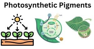 Photosynthetic Pigments