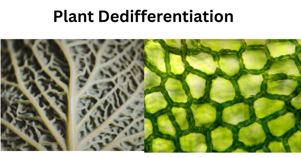 Plant Differentiation Dedifferentiation and Redifferentiation 1 Plant Dedifferentiation