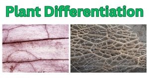 Plant Redifferentiation 1 1 Plant Differentiation