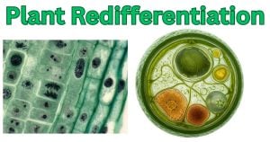 Plant Redifferentiation 1 Plant Redifferentiation