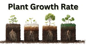 Plant Growth Rate