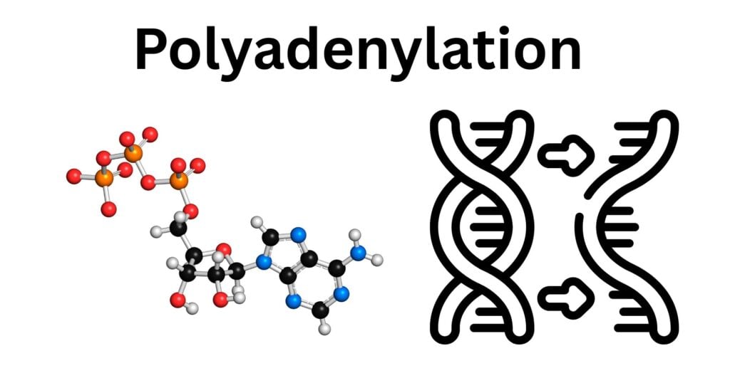 Polyadenylation Polyadenylation