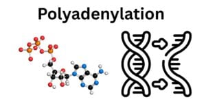 Polyadenylation Polyadenylation