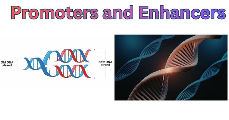 Promoters and Enhancers: Components, Mechanism, Functions
