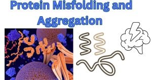 Protein Misfolding and Aggregation