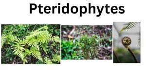 Pteridophytes