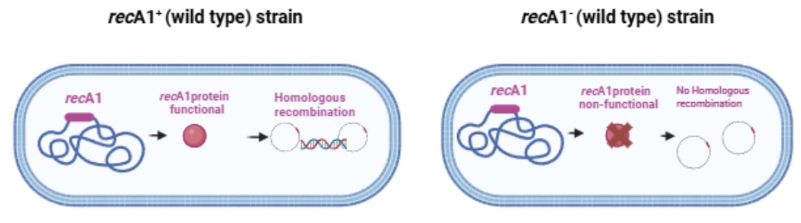 Role of recA1 deficiency in preventing homologous recombination and DNA Instability Role of recA1 deficiency in preventing homologous recombination and DNA Instability