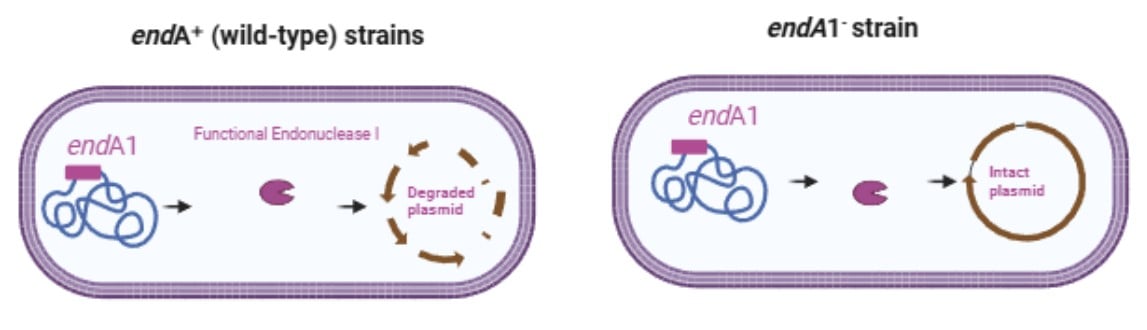 Role of the endA1 mutation in plasmid degradation during cloning Role of the endA1 mutation in plasmid degradation during cloning