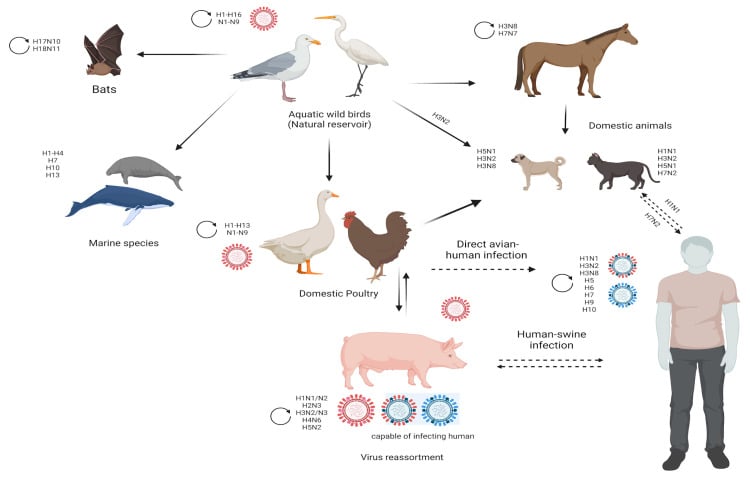 Schematic diagram showing the host range of influenza A viruses Schematic diagram showing the host range of influenza A viruses