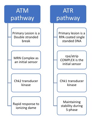 Screenshot 2026 03 16 141359 ATM and ATR