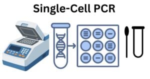 Single Cell PCR Single-cell PCR