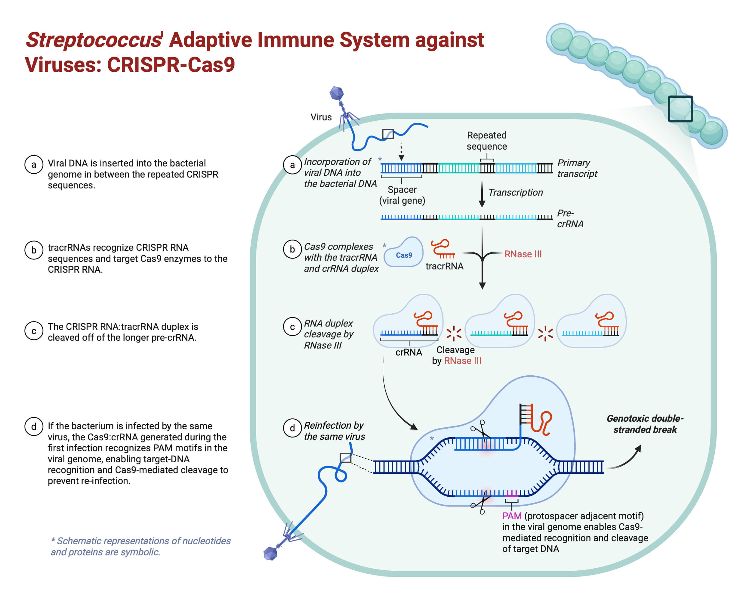 Streptococcus Adaptive Immune System against Viruses CRISPR Cas9 Streptococcus' Adaptive Immune System against Viruses- CRISPR-Cas9