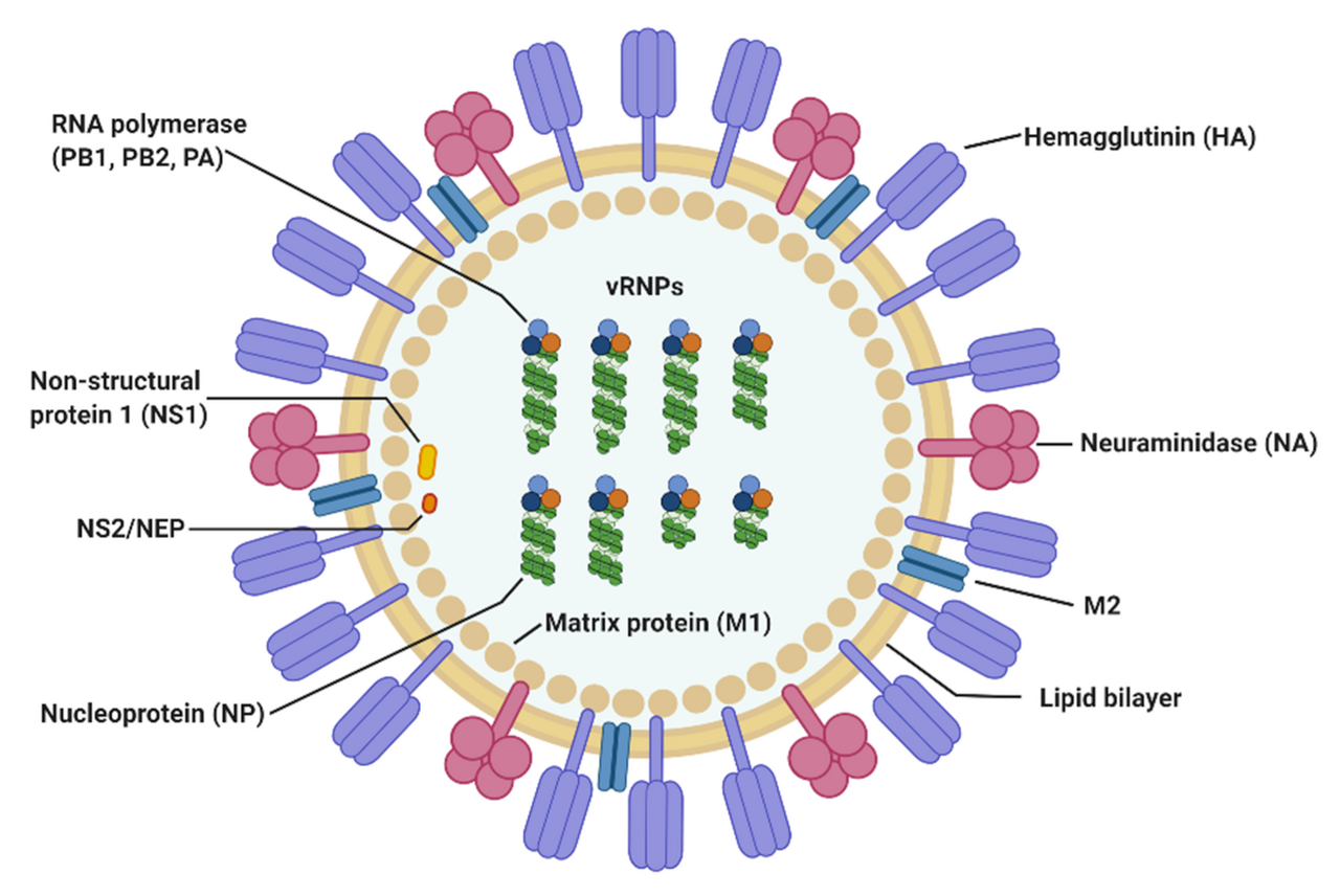 Structure and Morphology of Influenza A virus Structure and Morphology of Influenza A virus