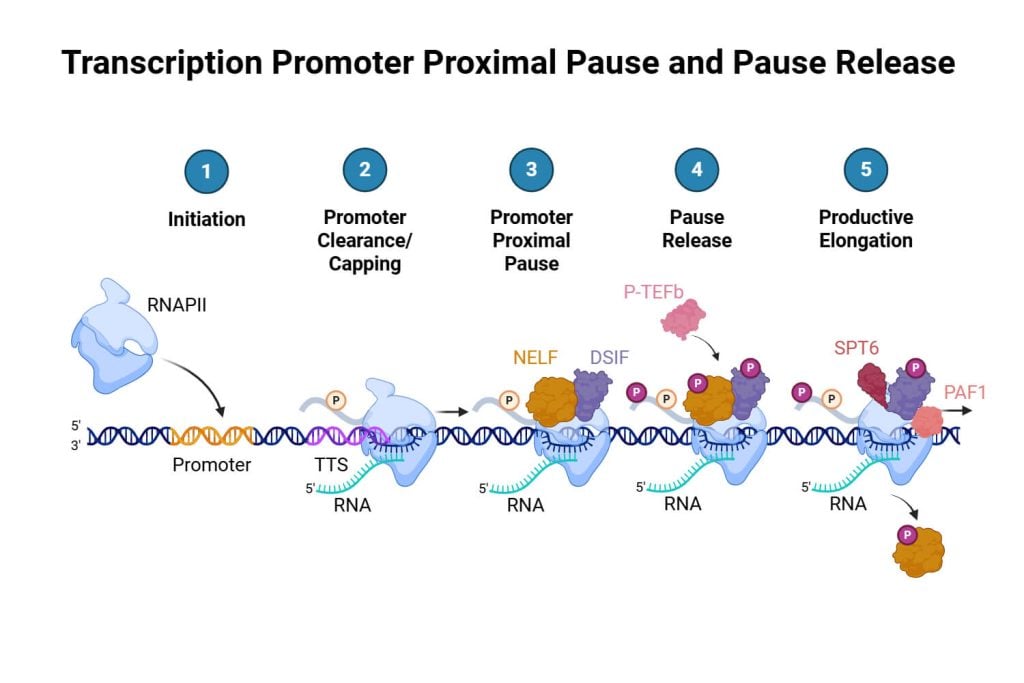 Promoters and Enhancers: Components, Mechanism, Functions
