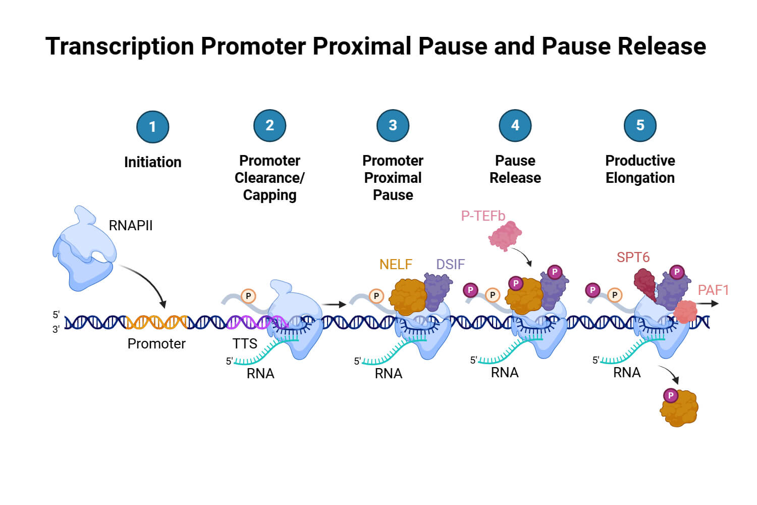 Transcription Promoter Proximal Pause and Pause Release Transcription Promoter Proximal Pause and Pause Release