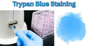 Trypan Blue Staining