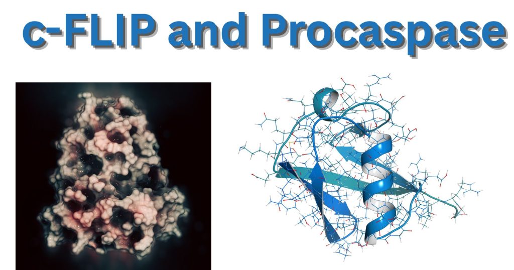 c FLIP and Procaspase c FLIP and Procaspase