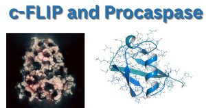 c-FLIP and Procaspase