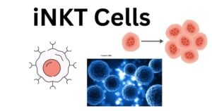iNKT Cells 1 iNKT cells