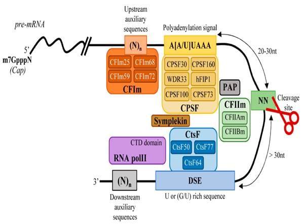 image 1 Cis-regulatory sequence elements and protein factors involved in cleavage and polyadenylation