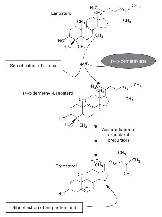 image 103 Mode of action of polyenes and azoles on fungi