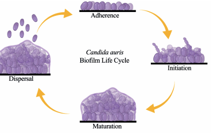 image 106 Lifecycle of the biofilm of C. auris