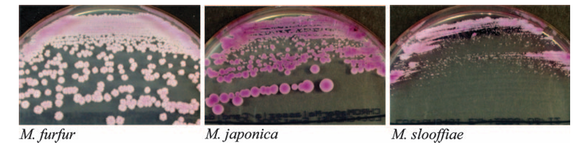 image 109 Malassezia colonies on CHROM agar