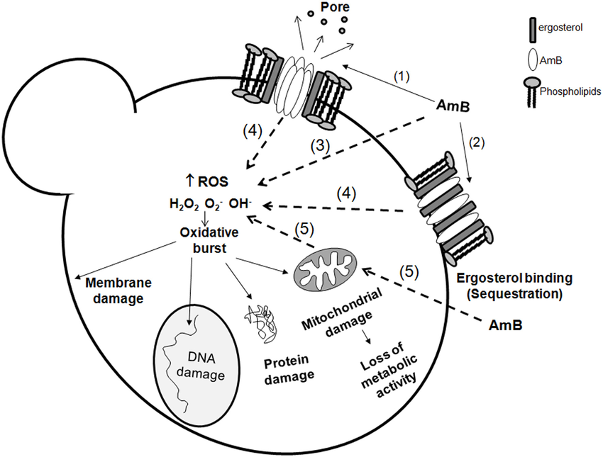 image 115 Fungicidal action of Amphotericin B on a fungal cell