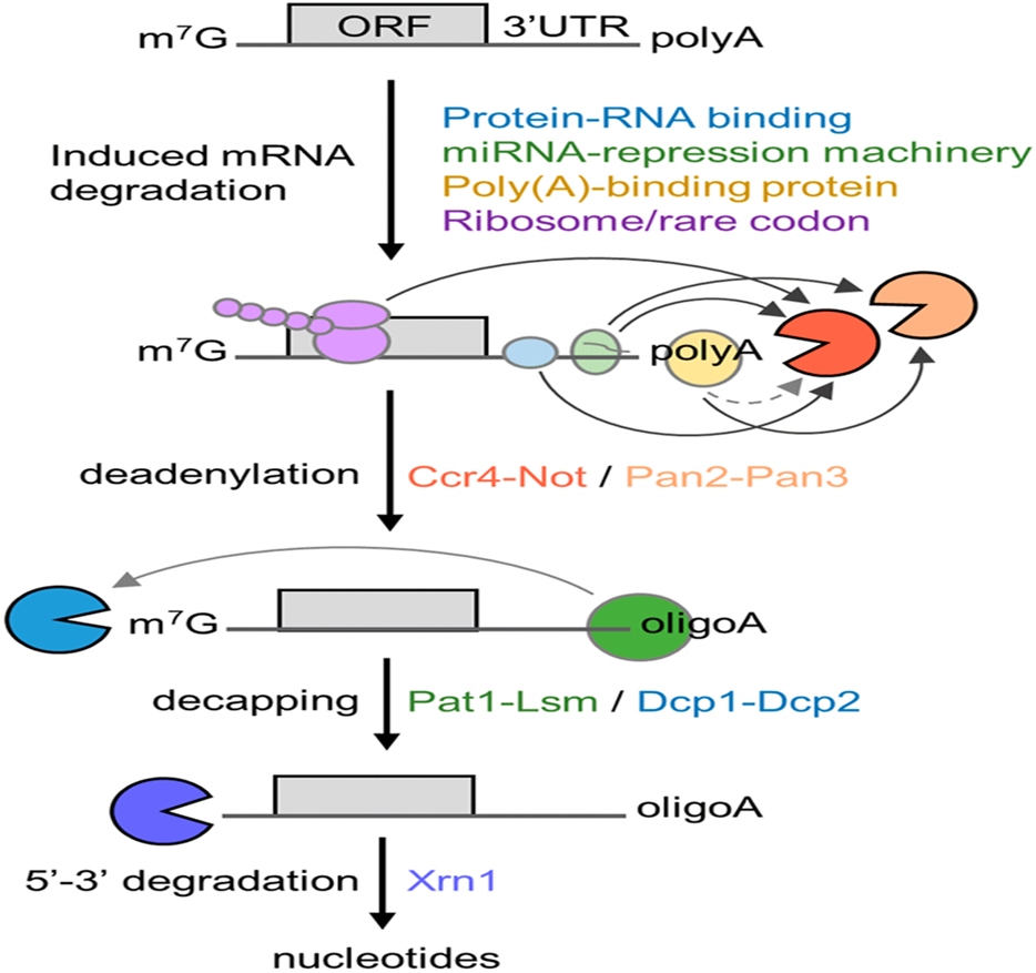 image 120 Schematic diagram of the 5′-3′ mRNA degradation pathway