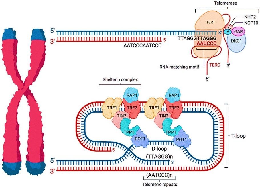 image 13 Telomeres and Telomerase in Chromosome Stability