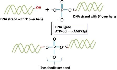 image 14 DNA Ligase