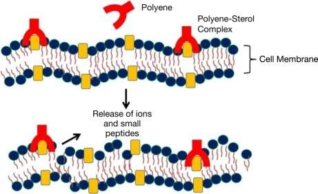 image 19 Illustration of the antifungal action of polyenes